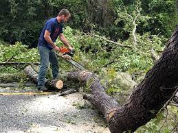 Professional Tree Services in Branchville, SC