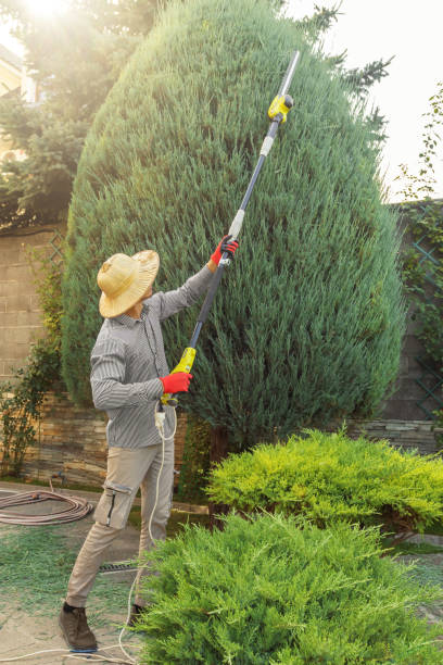 How Our Tree Care Process Works  in  Branchville, SC